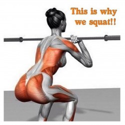 squat1