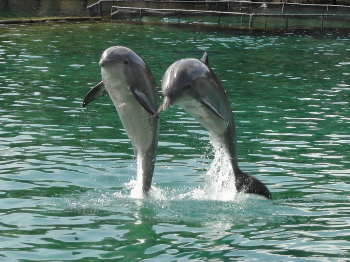 dolfijnen1