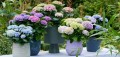 Magische hortensia
