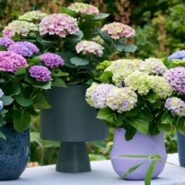 Magische hortensia